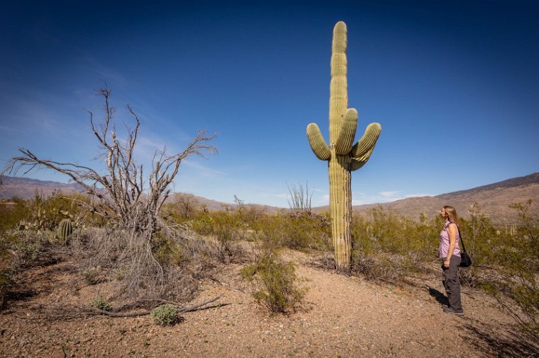 012 Saguaro NP.jpg